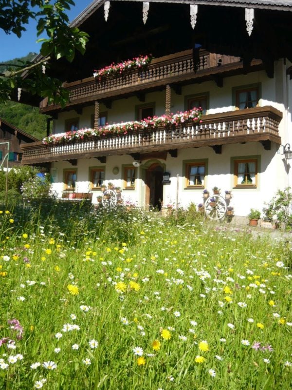 Blumenwiese Sachrang