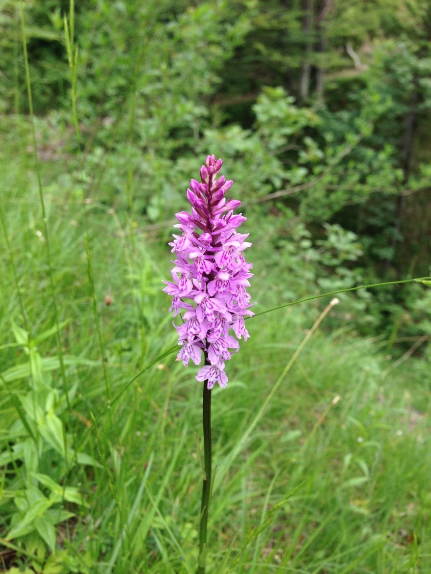Orchidee Chiemgau (3)